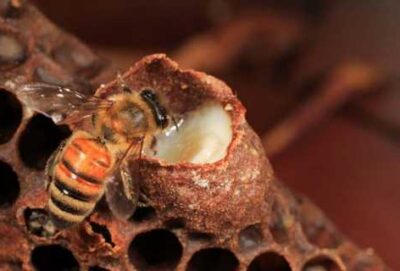 Sữa ong chúa pha mật ong