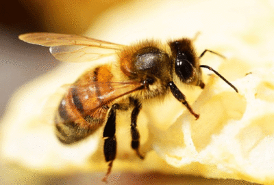 Loài ong và nghìn lẻ một điều thú vị về chúng