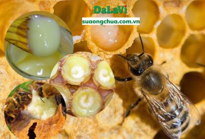 Sữa ong chúa giá rẻ – Cảnh báo cho người tiêu dùng