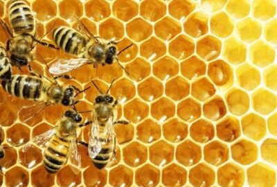Mật ong, món quà từ thiên nhiên cho sức khỏe