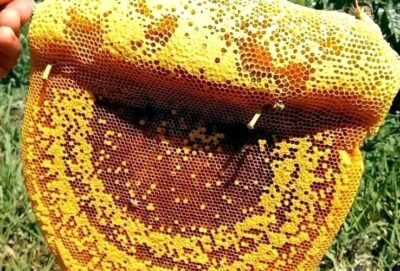 Bật mí cách phân biệt mật ong rừng thiên nhiên với mật ong nuôi