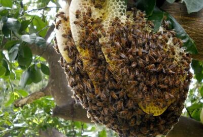Lợi ích của mật ong và các loại mật ong trên thị trường
