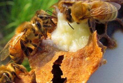 Những lợi ích sức khoẻ mà sữa ong chúa mang lại