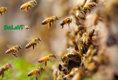 Tầm quan trọng của loài ong đối với con người