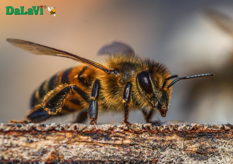 Phân biệt mật ong rừng một cách chuẩn, chính xác từ chuyên gia