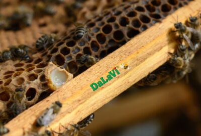 12 lợi ích sức khỏe tiềm năng của sữa ong chúa, bạn đã biết?